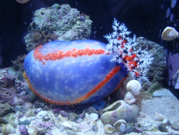  Pseudocolochirus axiologus (Sea Apple)